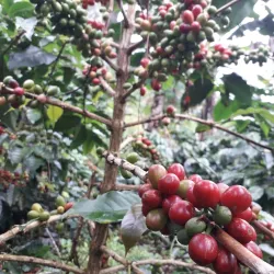 Curug Ciparay Waterfall - Tasikmalaya