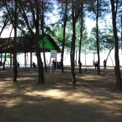Mangrove Forest Tuban - Tuban