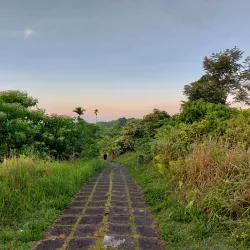 Campuhan Ridge Walk - Ubud