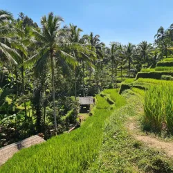 Tegallalang Rice Terraces - Ubud