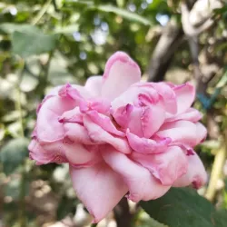 Abhar Jame Mosque - Abhar