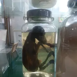 Ahvaz Museum of Anthropology - Ahvaz