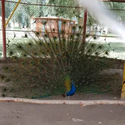Ahvaz Zoo - Ahvaz