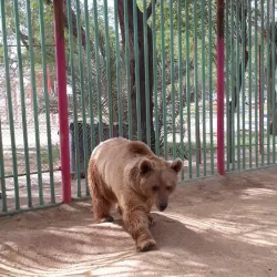 Ahvaz Zoo - Ahvaz
