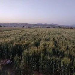 Aligudarz Bazaar - Aligudarz