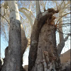 Cheshmeh Ali Spring - Aligudarz