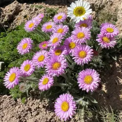 Sabalan Mountain - Ardabil