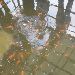 Ganjafruz Park - Babol