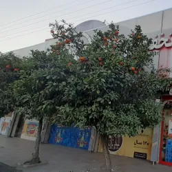 Mazandaran Rice Fields - Babol