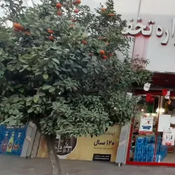 Mazandaran Rice Fields - Babol