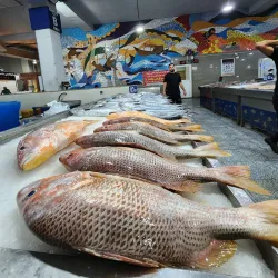 Bandar Abbas Fish Market - Bandar Abbas
