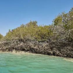 Mangrove Forests near Bandar-e Mahshahr - Bandar-e Mahshahr