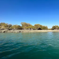 Mangrove Forests near Bandar-e Mahshahr - Bandar-e Mahshahr