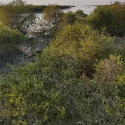 Mangrove Forests near Bandar-e Mahshahr - Bandar-e Mahshahr