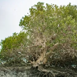 Mangrove Forests near Bandar-e Mahshahr - Bandar-e Mahshahr