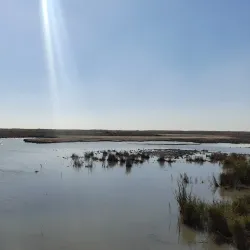 Shadegan Wetland (Shadegan Pond) - Bandar-e Mahshahr