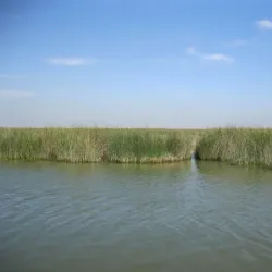 Shadegan Wetland (Shadegan Pond) - Bandar-e Mahshahr