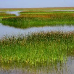 Shadegan Wetland (Shadegan Pond) - Bandar-e Mahshahr