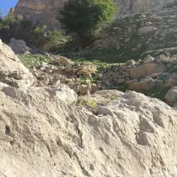 Behbahan Palm Groves - Behbahan