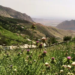 Behbahan Palm Groves - Behbahan