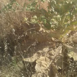 Atrak River - Bojnord