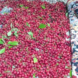 Bojnord Bazaar - Bojnord