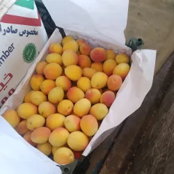 Bojnord Bazaar - Bojnord