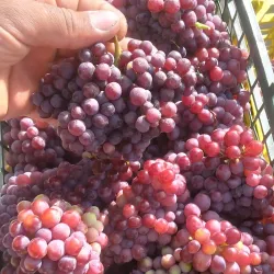 Bojnord Bazaar - Bojnord