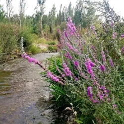 Gelerood River - Borujerd