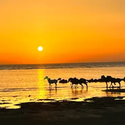 Bushehr Coastal Promenade - Bushehr