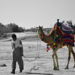 Chābahār Mangrove Forests - Chābahār