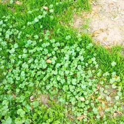 Eslamshahr Central Park - Eslamshahr