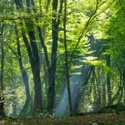 Alangdareh Forest Park - Gorgan