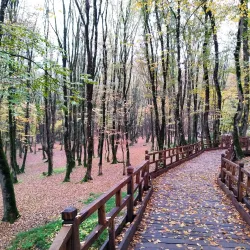 Kordkuy Forest - Gorgan