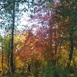 Kordkuy Forest - Gorgan