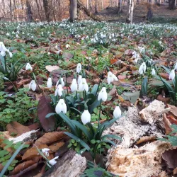 Kordkuy Forest - Gorgan