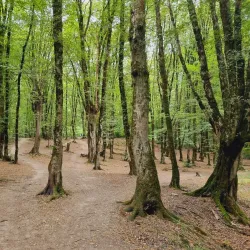Kordkuy Forest - Gorgan