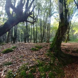 Kordkuy Forest - Gorgan