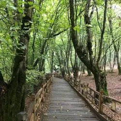 Kordkuy Forest - Gorgan