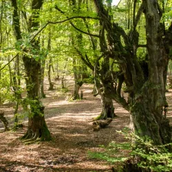 Kordkuy Forest - Gorgan