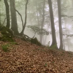 Namak Abrood Forest - Gorgan