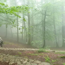 Namak Abrood Forest - Gorgan