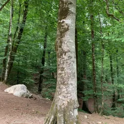 Namak Abrood Forest - Gorgan