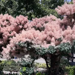 Tomb of Avicenna (Ibn Sina) - Hamadan