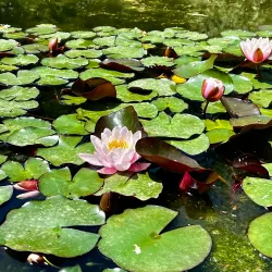 Ilam University Botanical Garden - Ilam