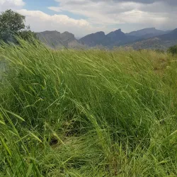 Kabir Kouh Protected Area - Ilam