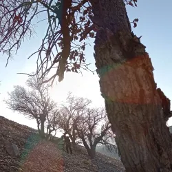 Kabir Kouh Protected Area - Ilam