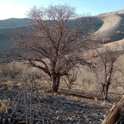 Kabir Kouh Protected Area - Ilam