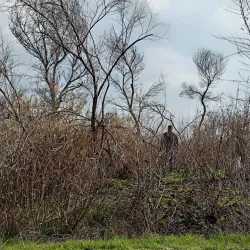 Kabir Kouh Protected Area - Ilam