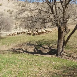 Kabir Kouh Protected Area - Ilam